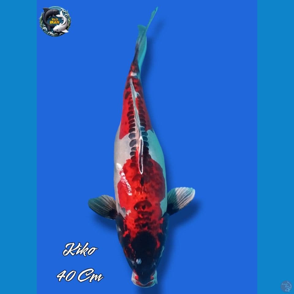 Kiko