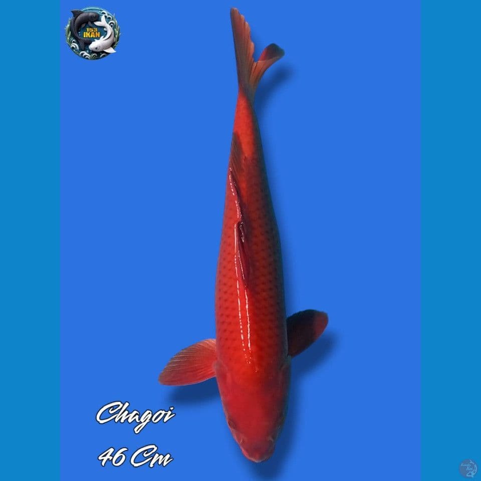 Chagoi