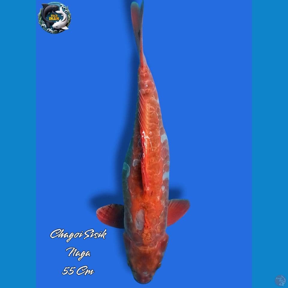 Chagoi Sisik Naga