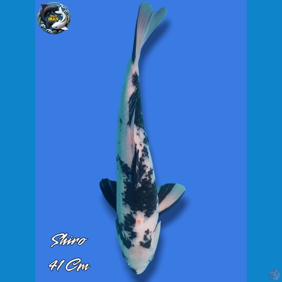 Shiro
