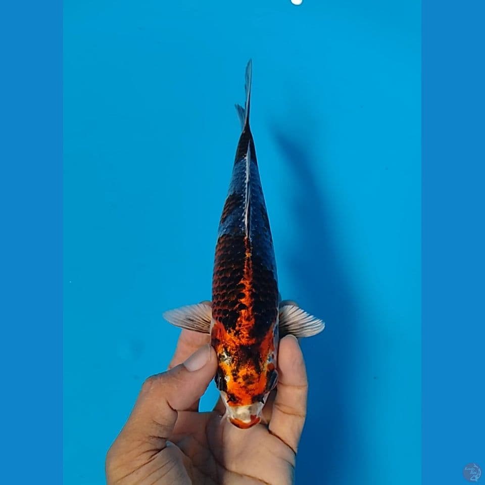 bener gingga 20cm