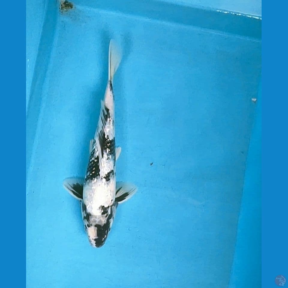shiro ginrin 28cm male