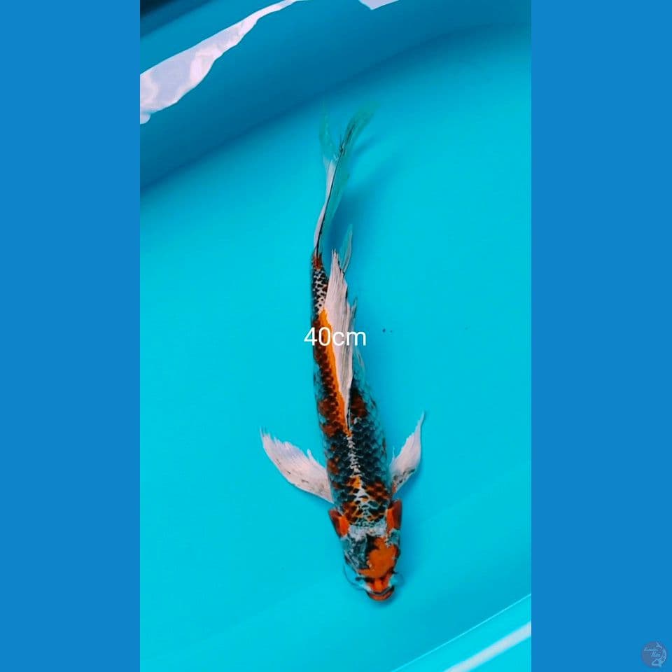 gingga 40cm