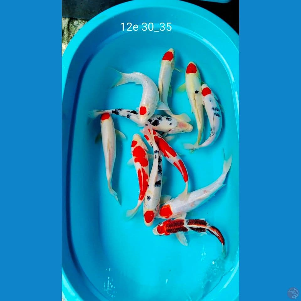 12ek 30_35cm