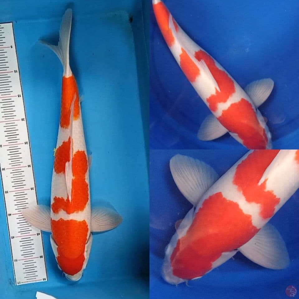 Kohaku jantan 53 cm