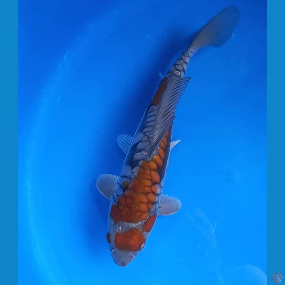 OCHIBA ARAGOKE 29cm male