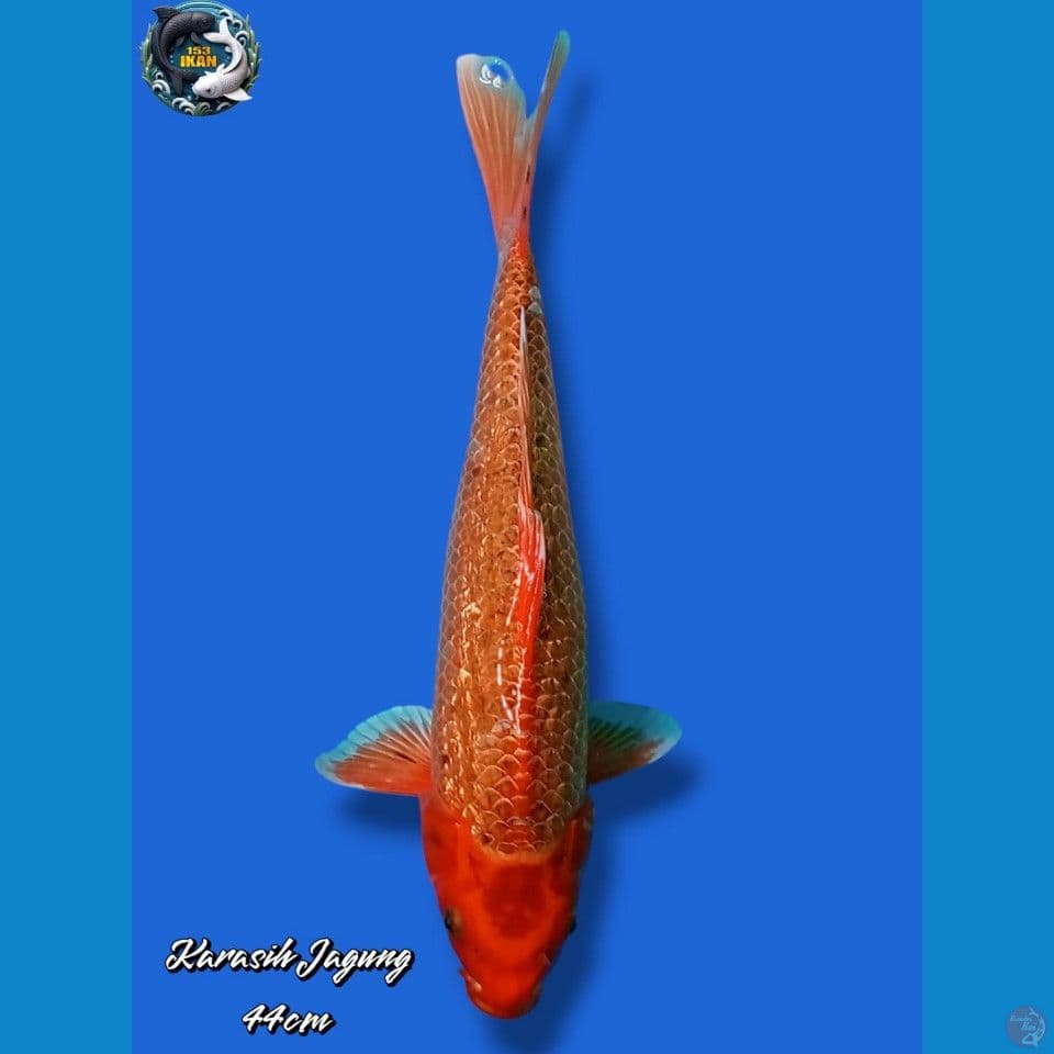 Karashi Jagung