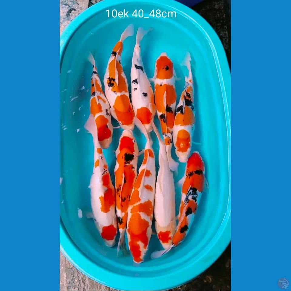 jumbo cleg 40_48cm 10ek