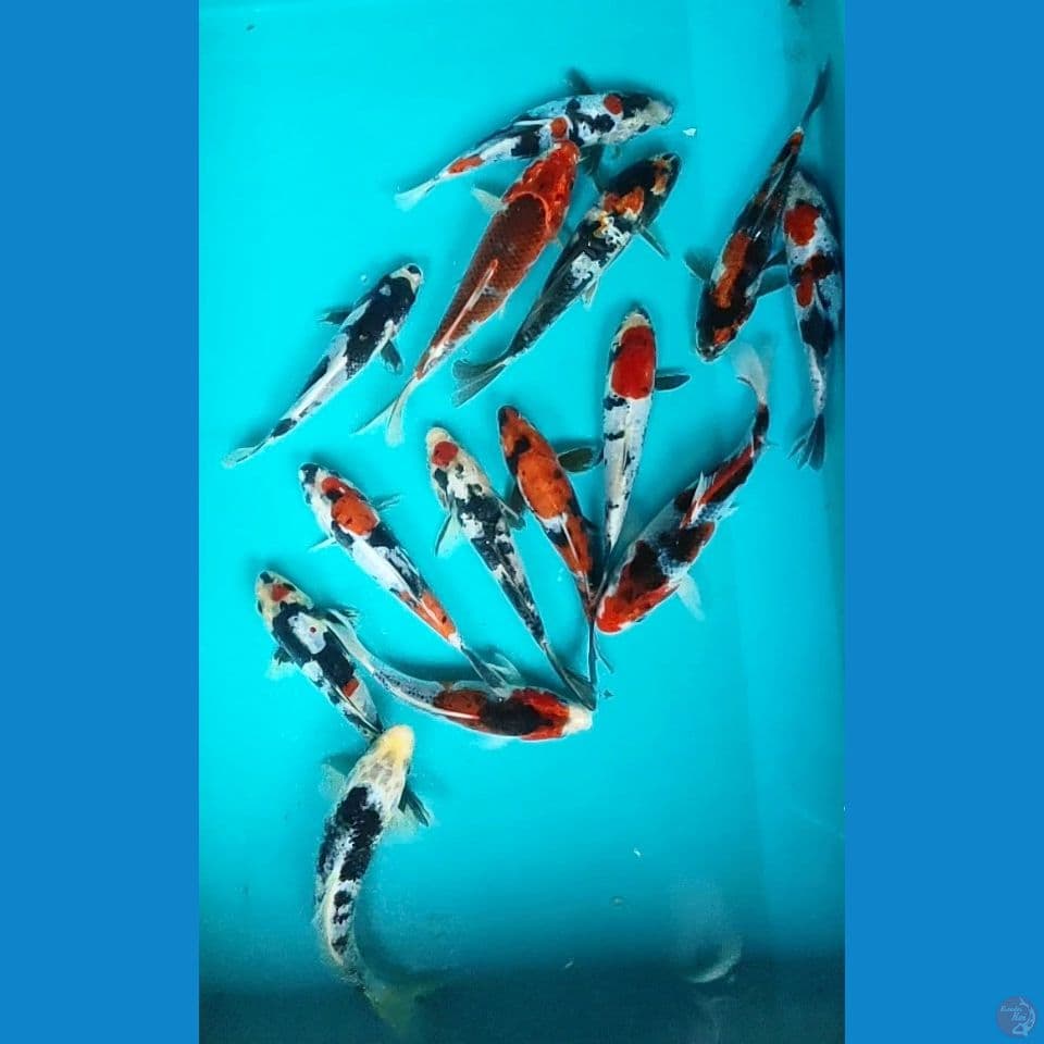 mix koi mantab 15-19cm 15 ekor