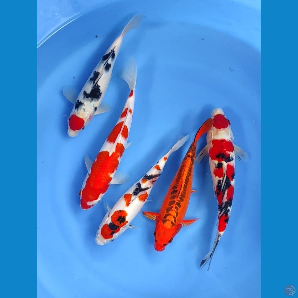 mix baik 26-30cm