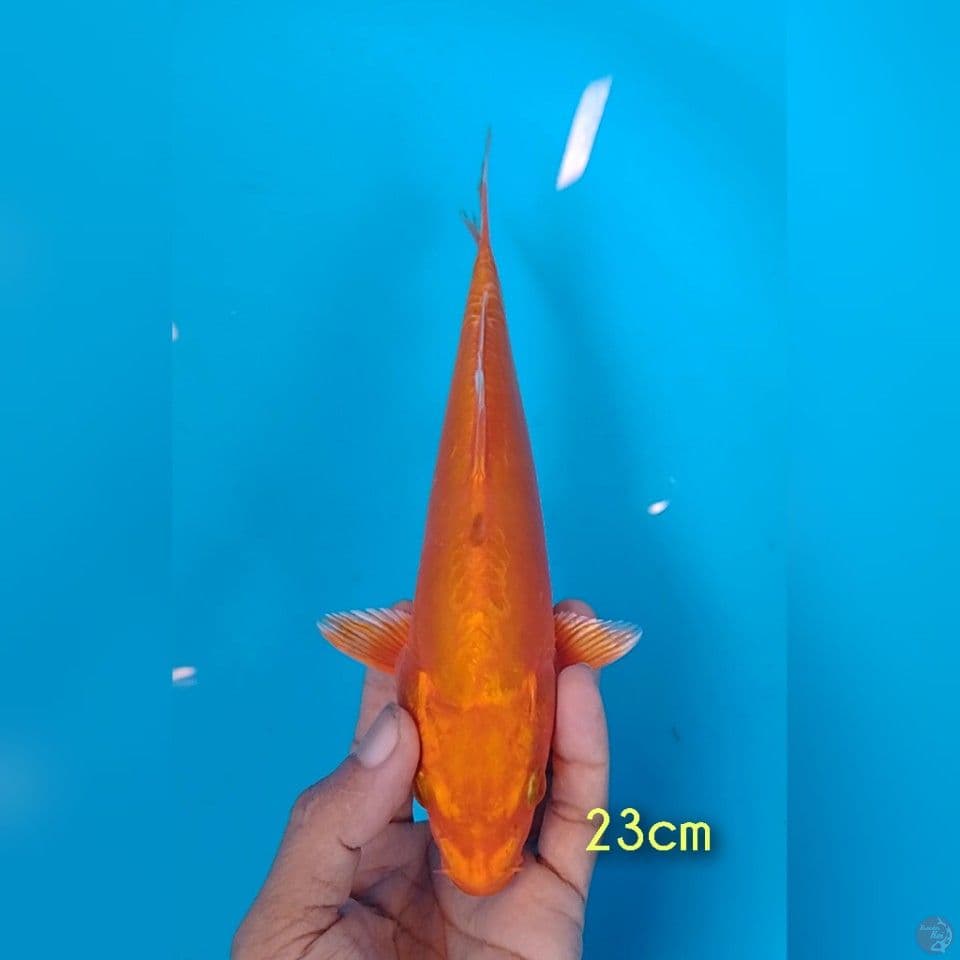 ogon doitsu 24cm