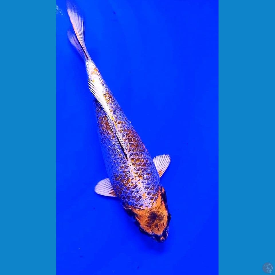 28cm kogane ginrin
