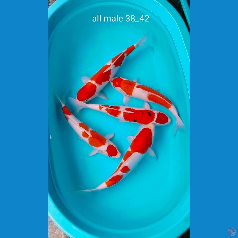 all jantan 38_42cm ori