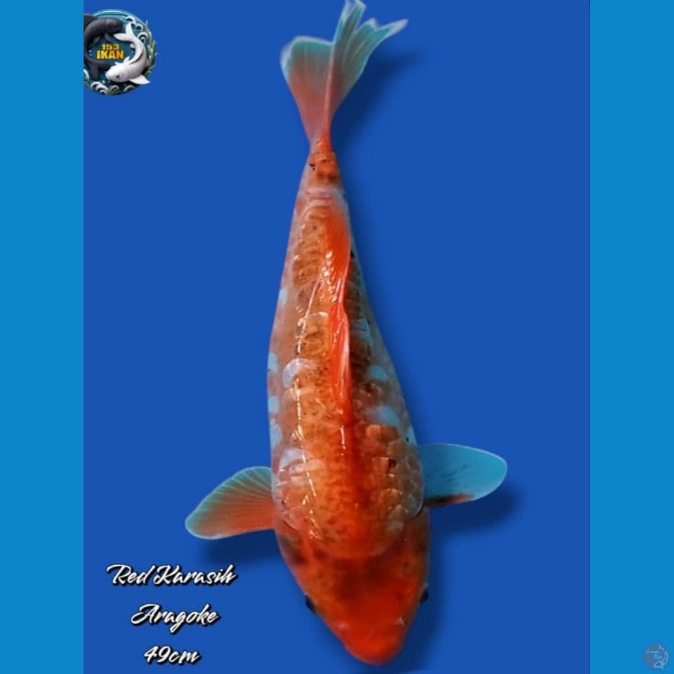Red Karasi Aragoke