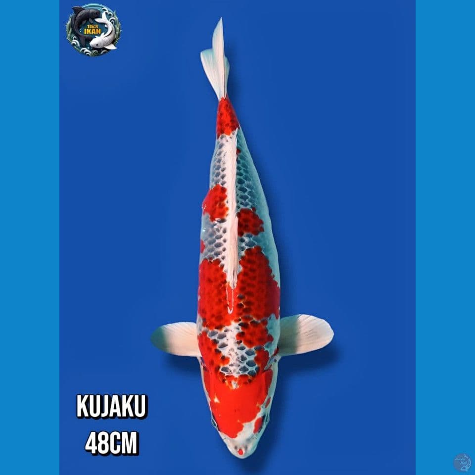 Kujaku