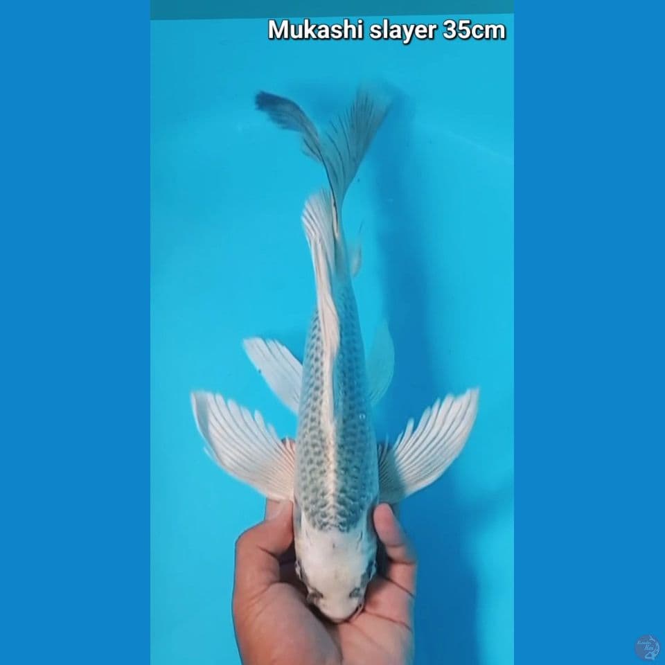 Mukashi slayer 35cm Male