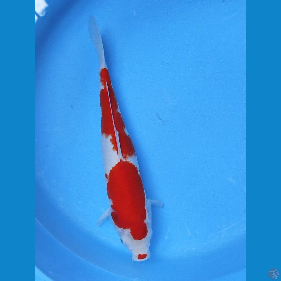 kohaku 38cm merah strong
