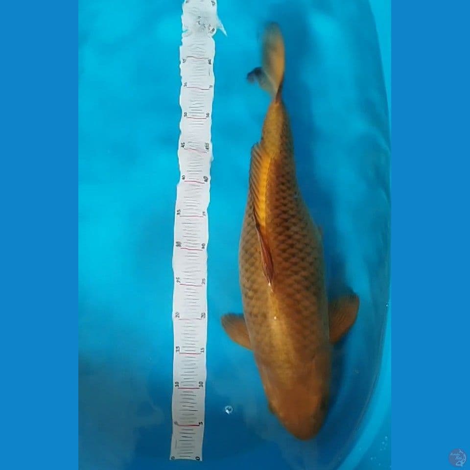 ChAgoi 60cm
