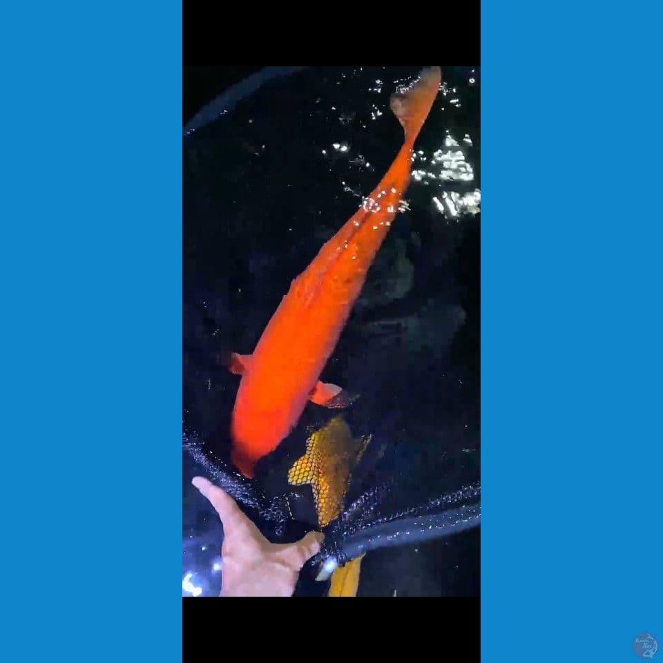 Benigoi 55cm Jantan
