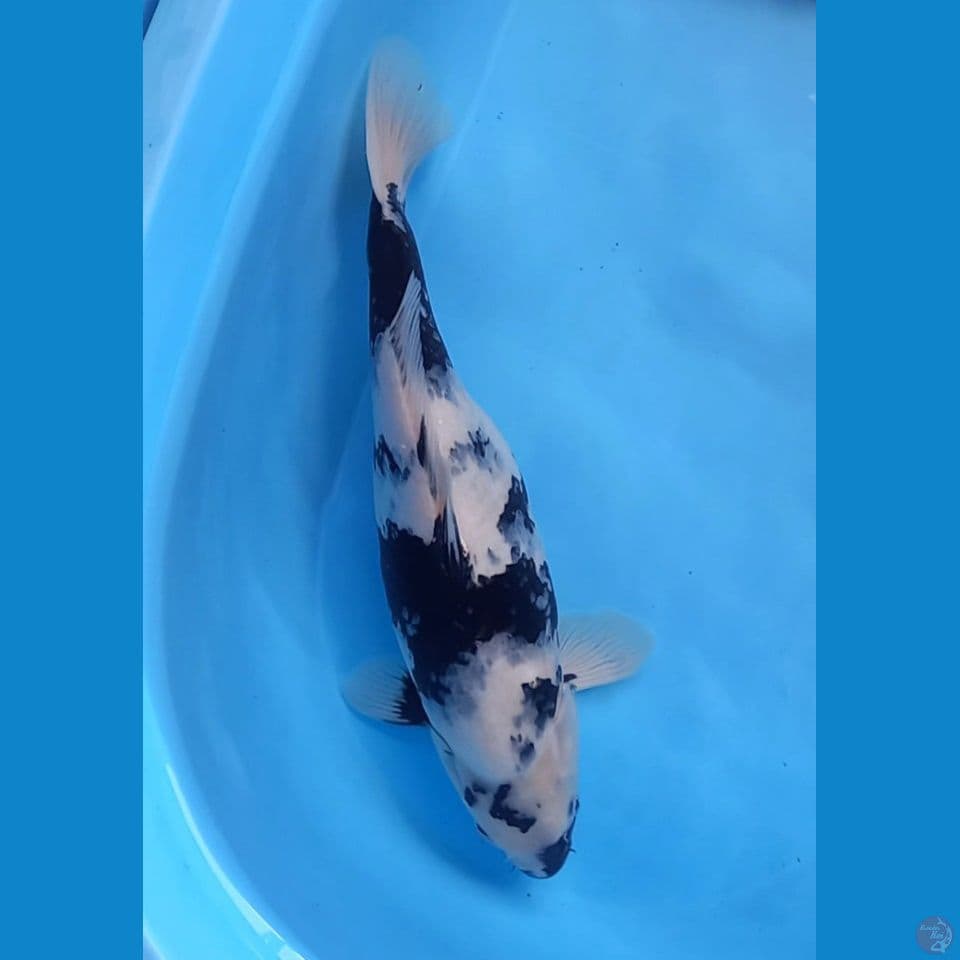 SHIRO 41CM