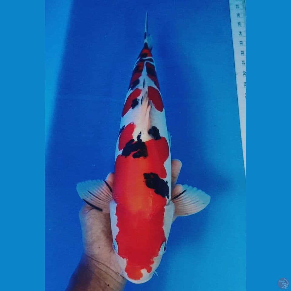 sanke doitsu merah setrong 45cm male