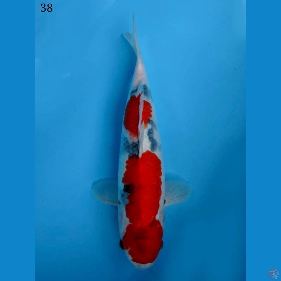 38cm - Kindai Showa