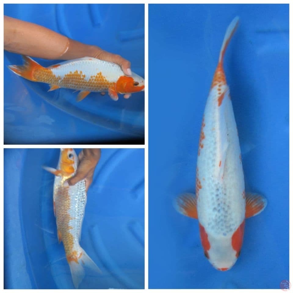 36cm - Sabikoyo bulky