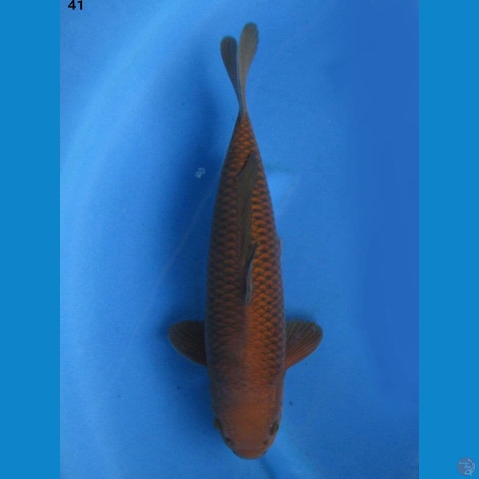 41cm male - Chagoi Tembaga