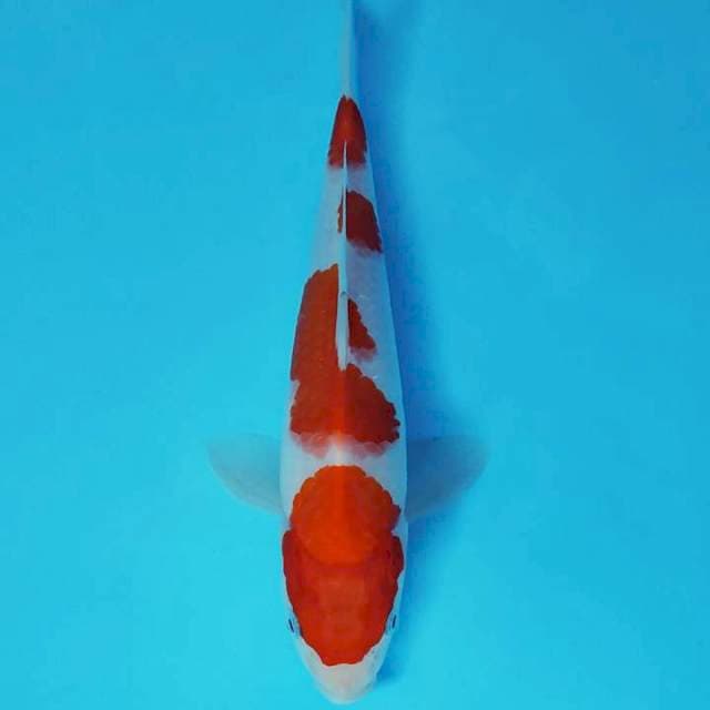 KANYA 9 ~ KOHAKU 4 STEPS,-