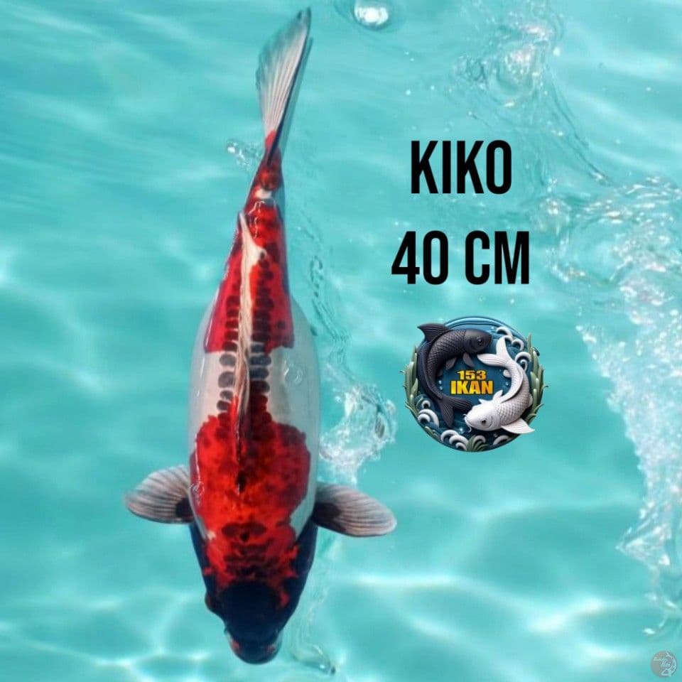 Kiko