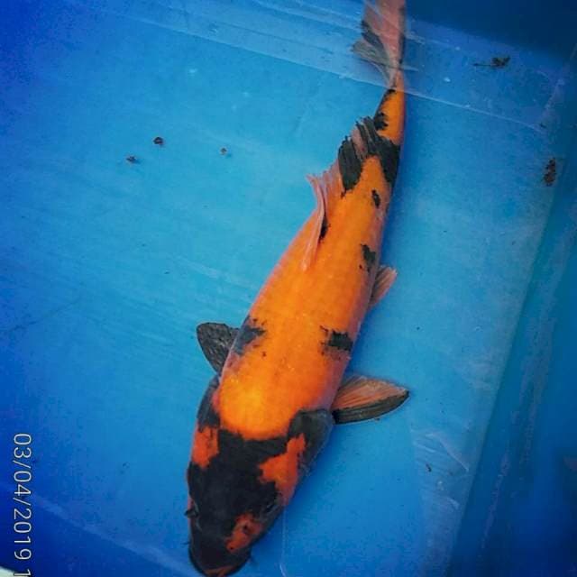 27cm MurMer HI UTSURI