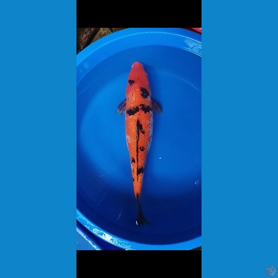 aka bekko size 55cm