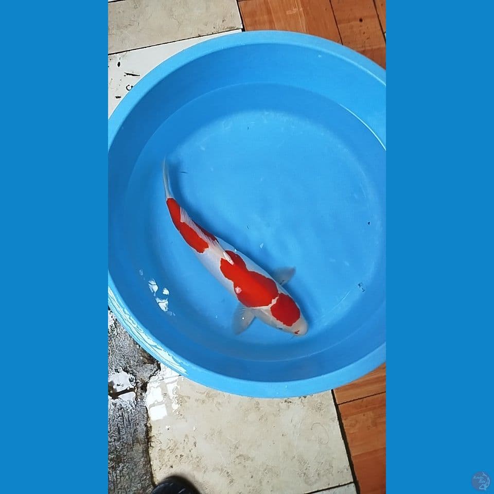 maruten kohaku doitsu murni 47 cm
