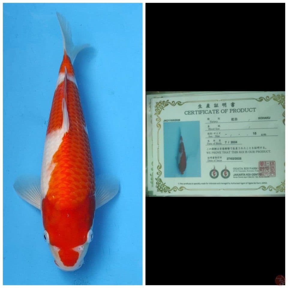 Ogata Kohaku