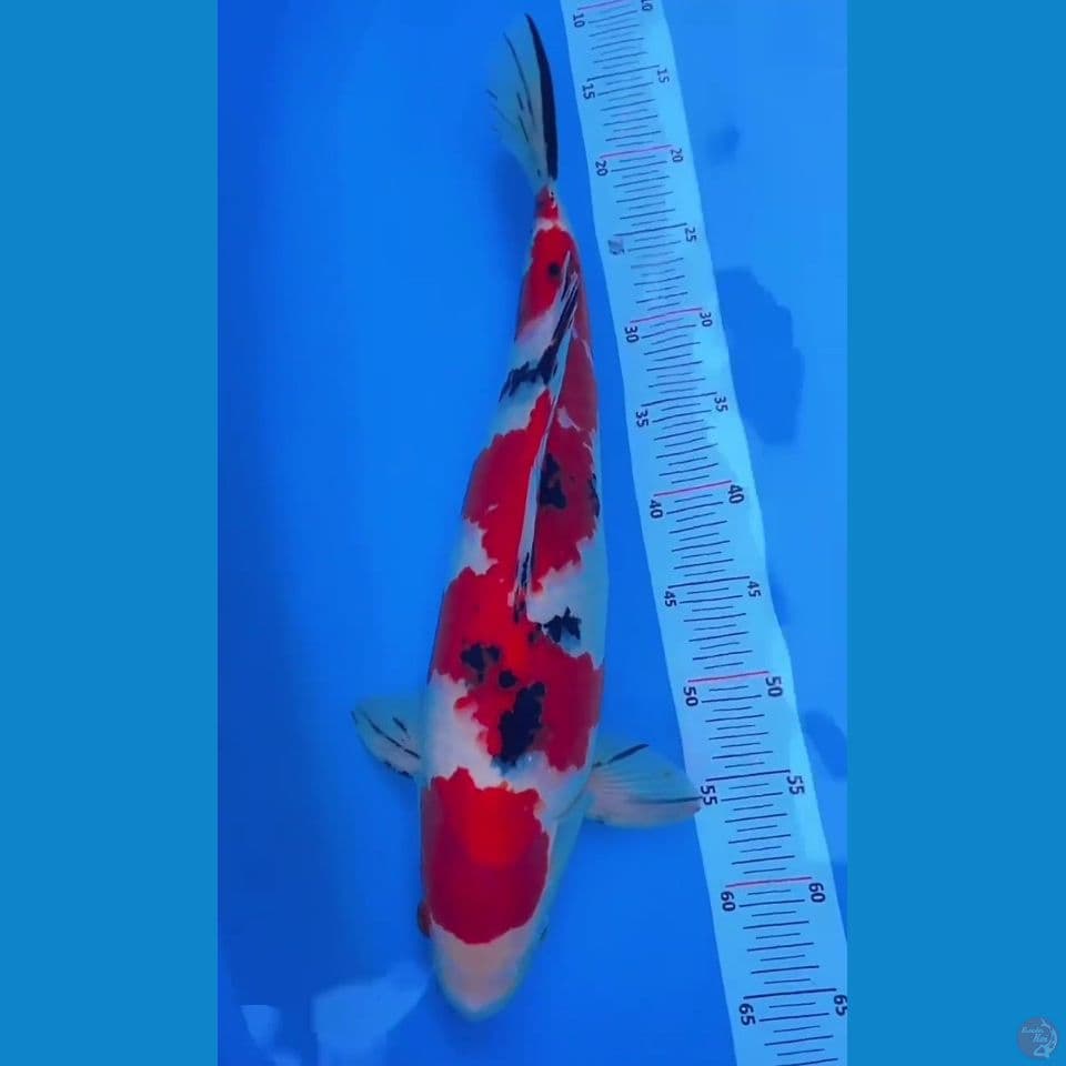 pejantan tanguh 48 cm .m