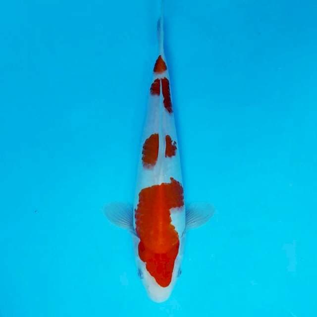 KANYA 12 ~ KOHAKU 4 STEPS,-
