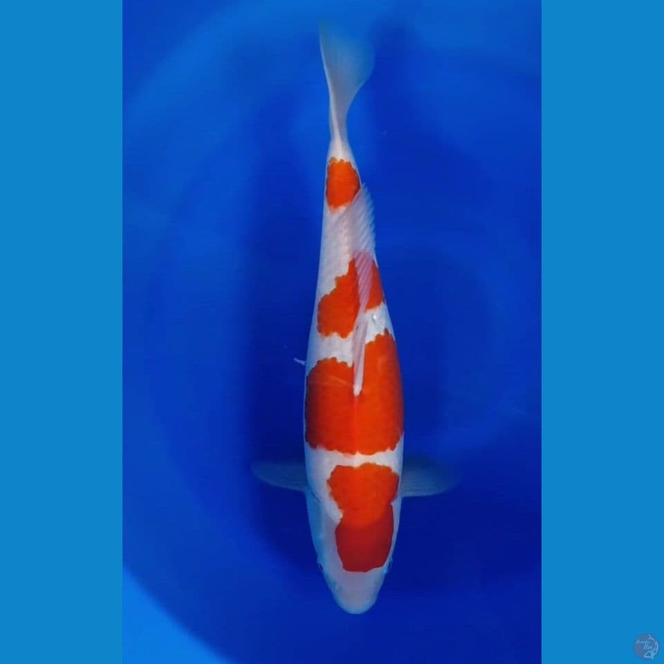 Kohaku step 4