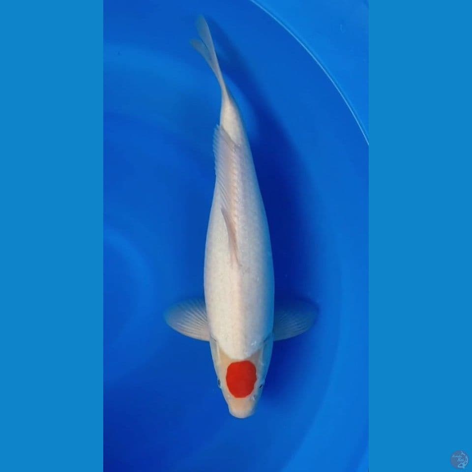 Tanco kohaku 43cm