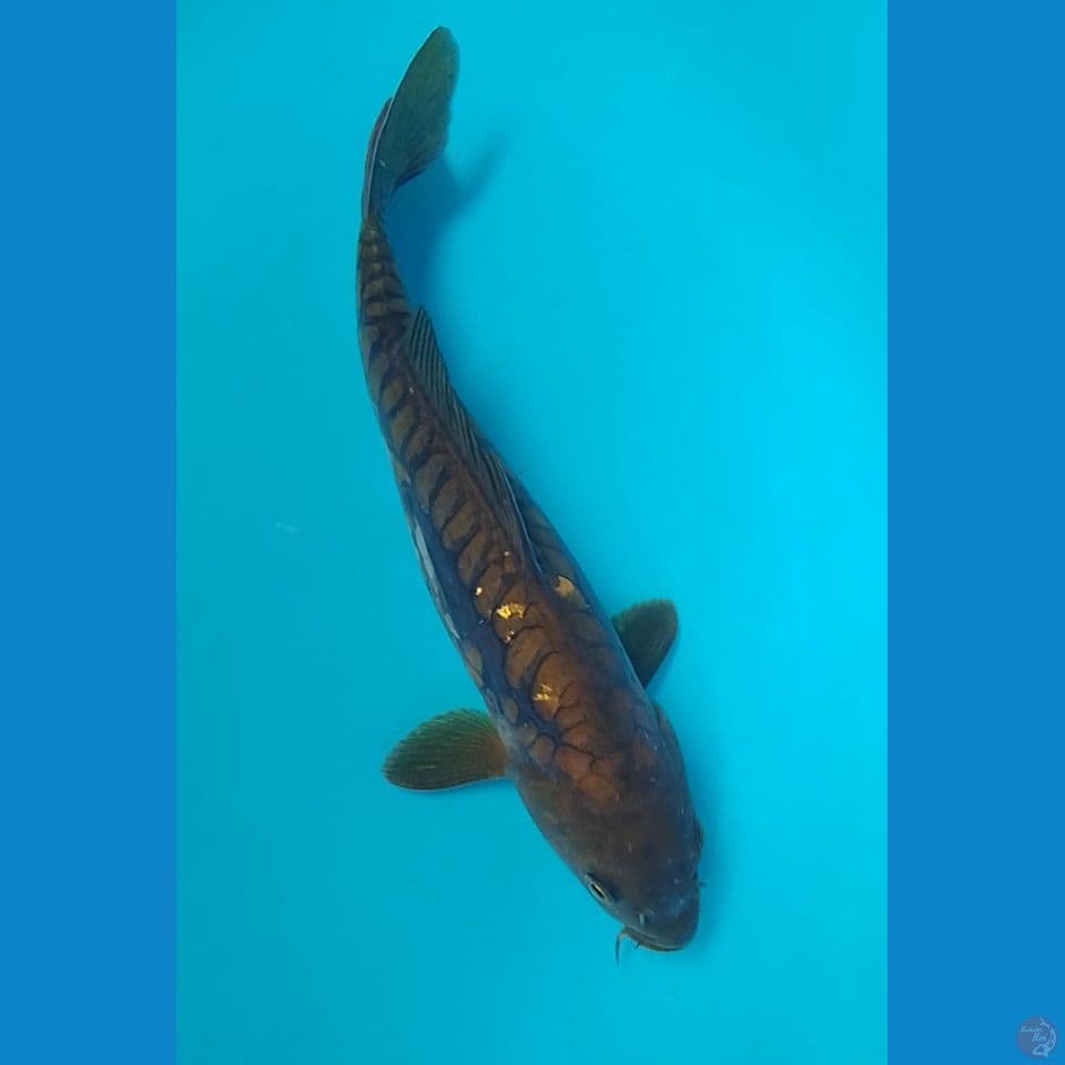 caghoi aragoke 28cm