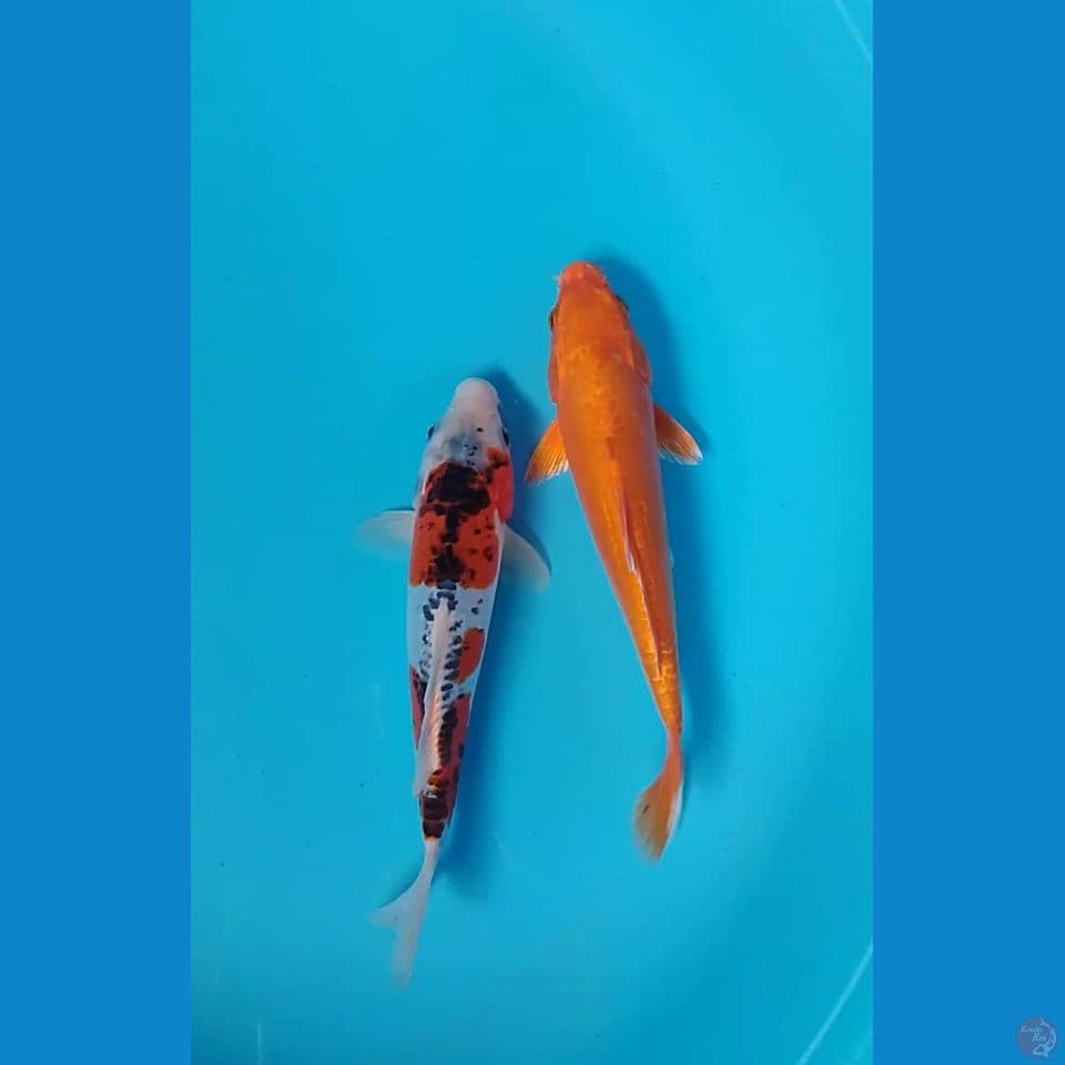 doitsu ogon kiko 22 23cm