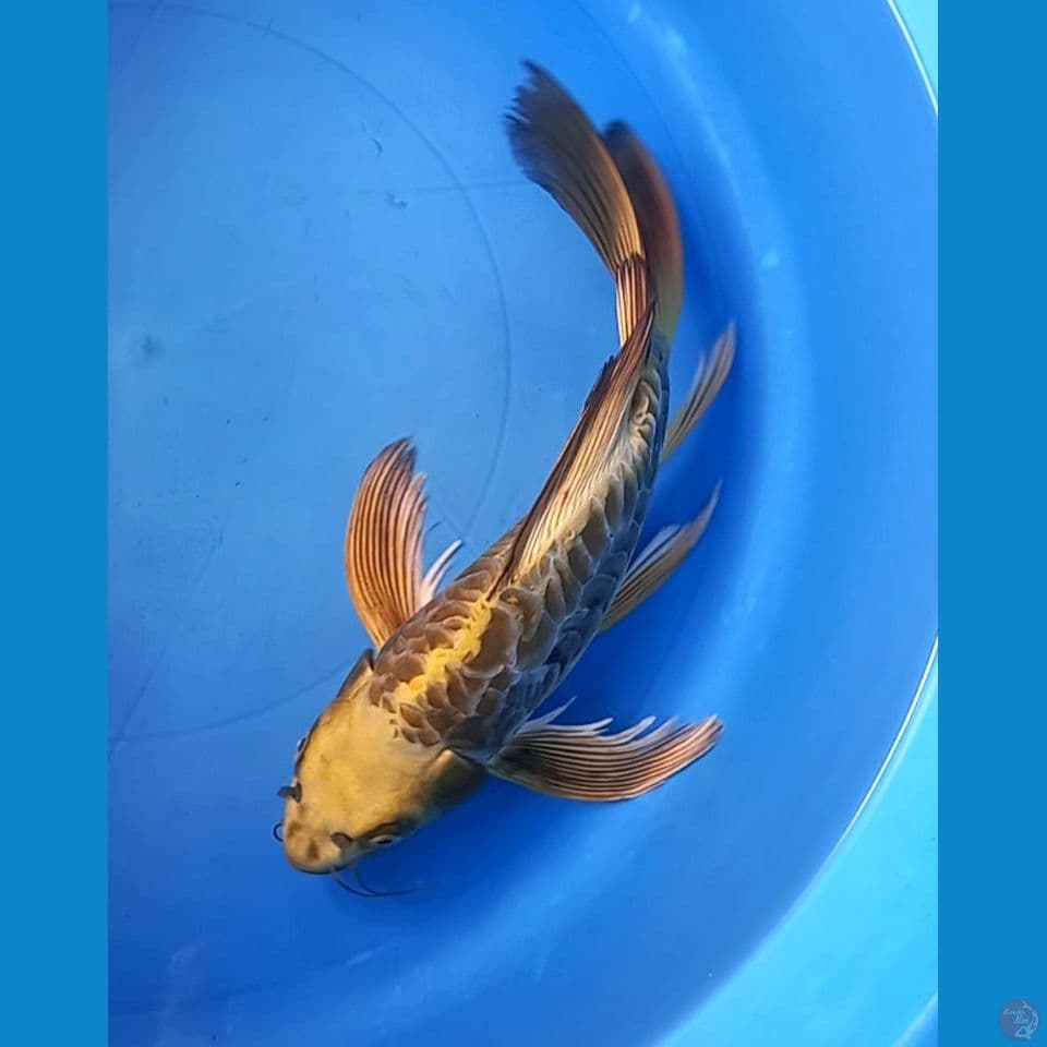 MUKASHI ARAGOKE 32CM