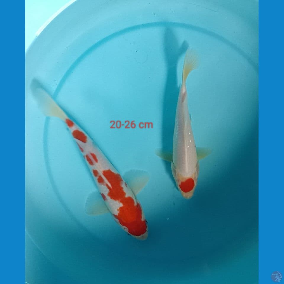 kohaku