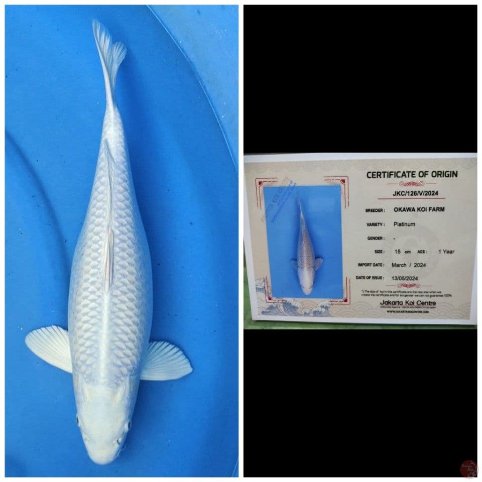 Okawa Platinum