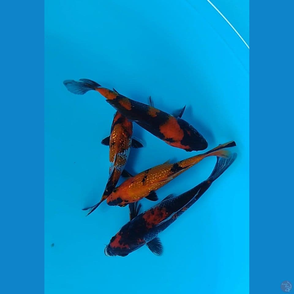 showa sanshoku 15 cm