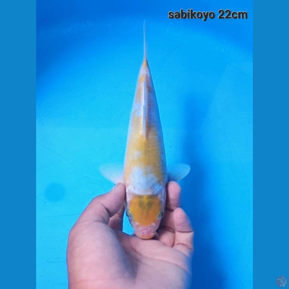 Maruten koyo 22cm Male