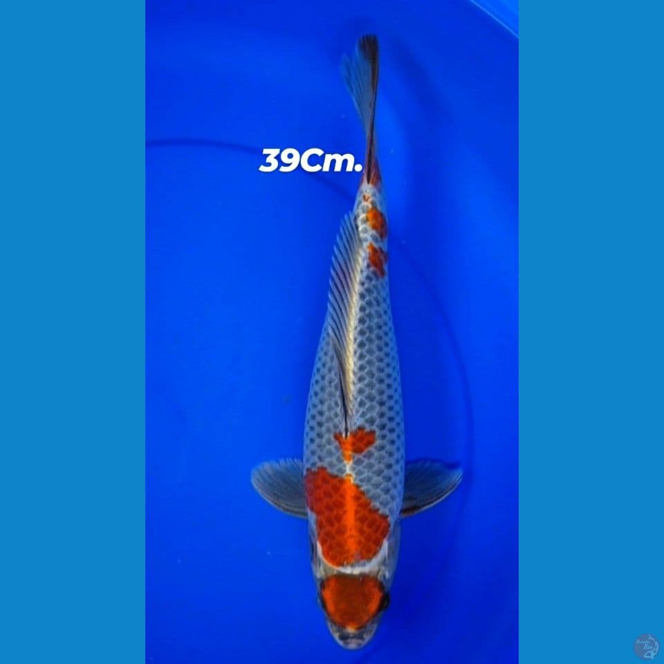 Ociba Kogane