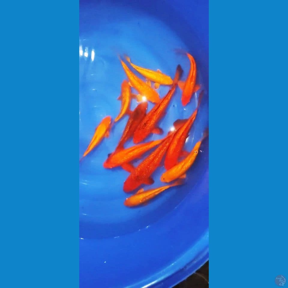 mix 12 ekor karasi karamel red karasi