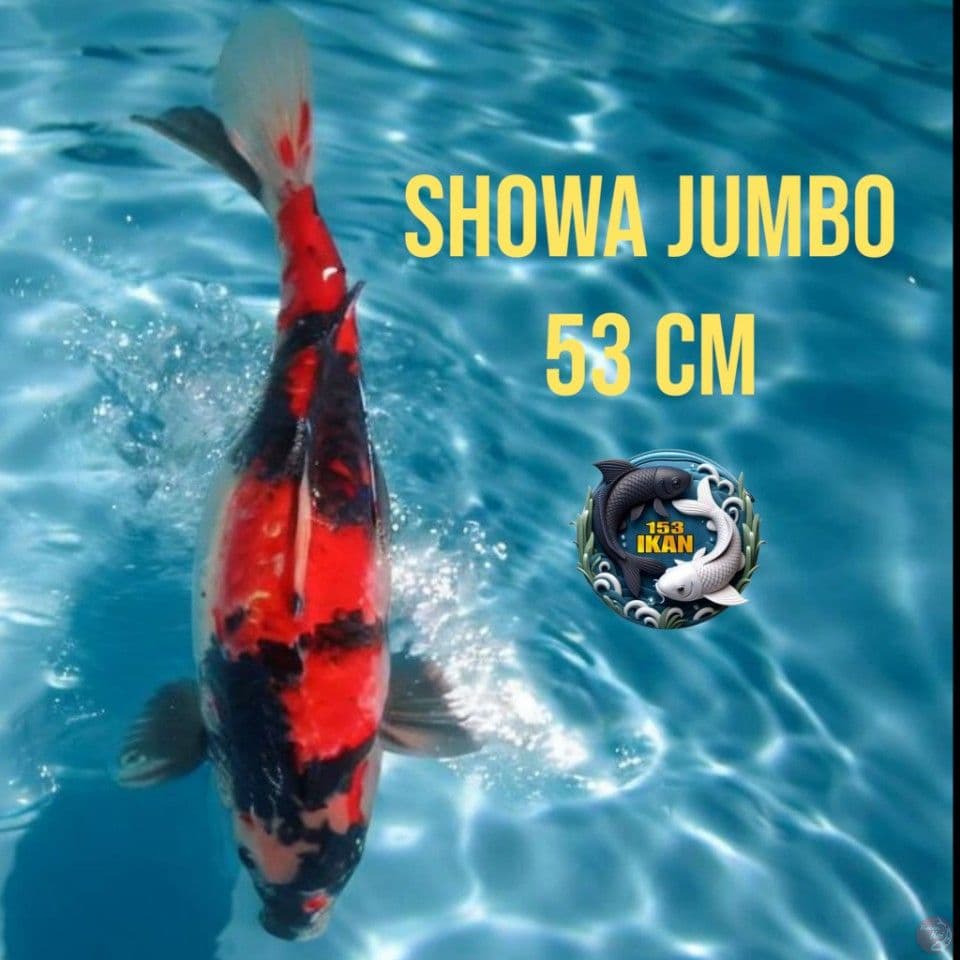 Showa Jumbo