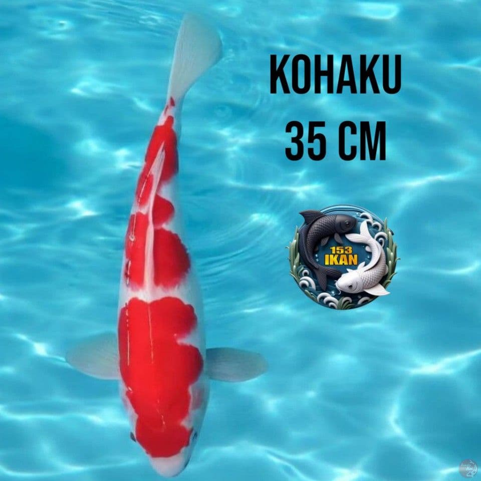 Kohaku
