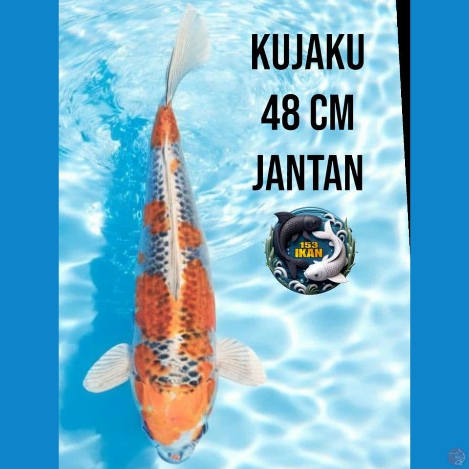 Kujaku Jantan